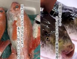 最高の魚を仕入れるために