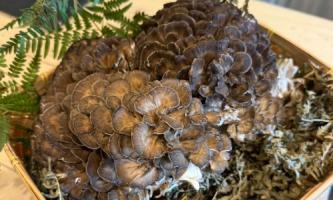 【秋の味覚】香りと食感を包み込む舞茸天ぷら🍄