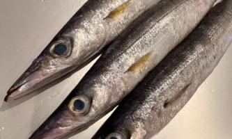 【休日の特訓】カマスを捌く!挑戦と成長の日々🐟