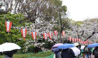 上野公園の桜