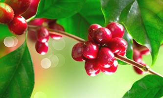 🌸【お土産付き👀✨】コーヒーブレンド体験会🌸