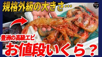 結局○○○エビ🦐は最強!?