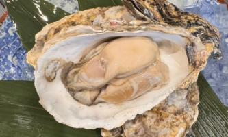 【極上の旨味】北海道・昆布森産の牡蠣天ぷら🦪
