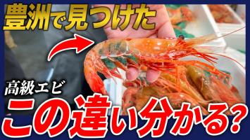 秋の豊洲で見つけた衝撃の高級魚3選
