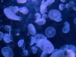 ＊*・.New world is comming.・*＊