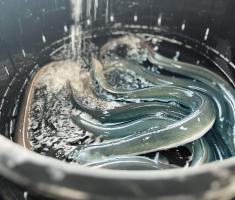 活鰻！活きたまま捌くうなぎは鮮度が違います！