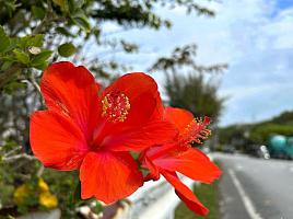 3月の沖縄🌺