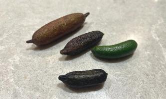 フィンガーライム①