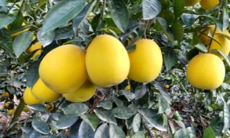 ≪京橋千疋屋≫幻の柑橘「ぽめろまん」