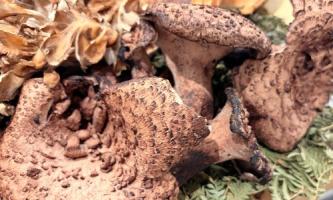 【秋限定】力強い香りを閉じ込める香茸の天ぷら🍄
