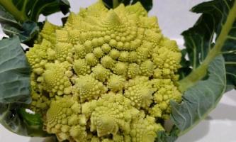 ロマネスコ　vol.