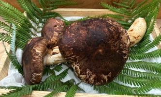 【秋の味覚】衣に香りを閉じ込める至高の松茸🍄